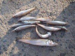 サビキ少し復活!? 泉大津RT4日あさ