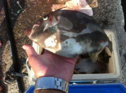 加太でデカハゲ！ハゲ釣りが面白い！17日R…