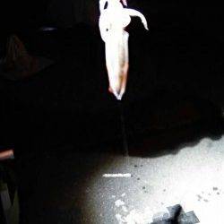 大蔵海岸でケンサキ好調！！