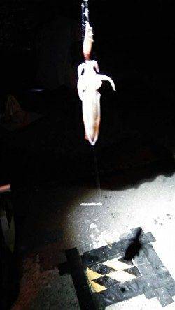 大蔵海岸でケンサキ好調！！