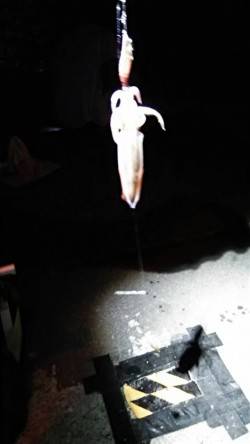 大蔵海岸でケンサキ好調！！