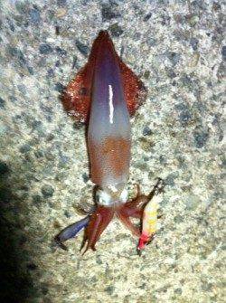 アジュールのケンサキアタリ激増！！