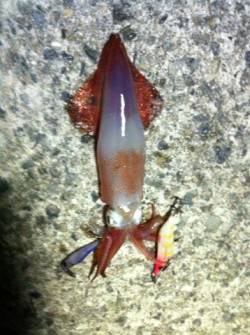 アジュールのケンサキアタリ激増！！