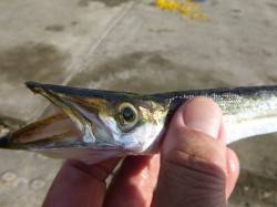 神戸空港　サビキで多魚種