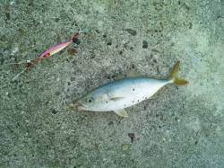 【大津川尻】ライトショアジギングでツバス！…