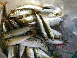 北公園、小野浜の状況