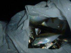 夜の兵庫突堤　サビキでアジ