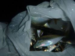 夜の兵庫突堤　サビキでアジ