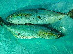 【恐るべしＩＰ　!?】南芦屋浜リアルタイム