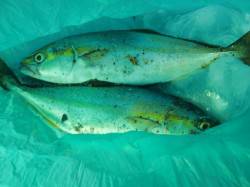 【恐るべしＩＰ　!?】南芦屋浜リアルタイム…