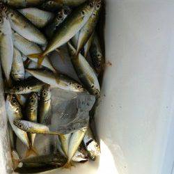 アジュール舞子!釣果速報!