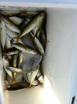 アジュール舞子!釣果速報!