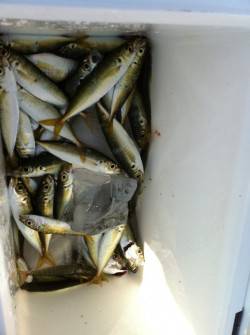 アジュール舞子！釣果速報！