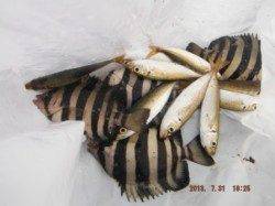 【タコにサンバソウ♪豆アジ好調♪】南芦屋浜