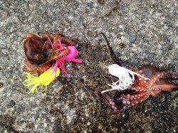 大タコは釣りアジも食味も最高！！