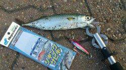 神戸空港で中サバ！ライトショアジギで♪