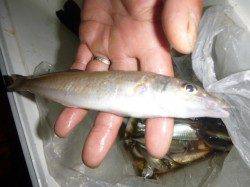 夜の兵突サビチョイ釣り！