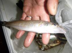 夜の兵突サビチョイ釣り！