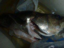 夜の兵突サビチョイ釣り！