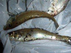 夜の兵突タチウオもキスも確認！