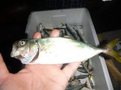 夜の兵突ミニタチやツバスも！