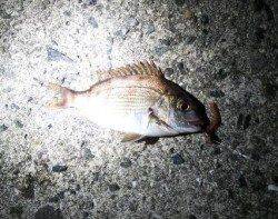 最新釣果情報涼しい夜釣り～ウキ釣り編～