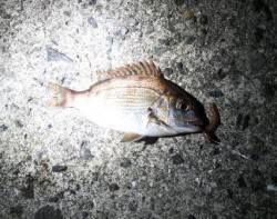 最新釣果情報涼しい夜釣り～ウキ釣り編～