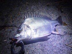 【お盆もアタリまくり!】南港でチヌゲー