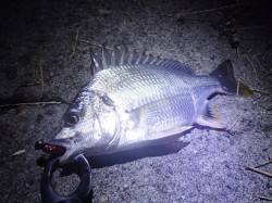 【お盆もアタリまくり！】南港でチヌゲー