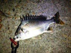 【お盆もアタリまくり!】南港でチヌゲー