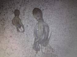 さぁ、和歌山でレッツ【タコ釣り】！ 