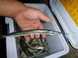 夜の兵突タチウオ確認！