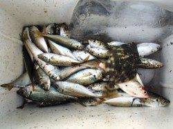 サビキでカワハギも♪泉大津RT。夕方