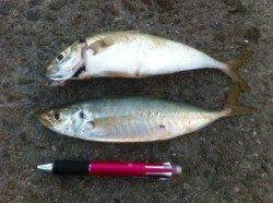 夕方の田ノ浦はお魚乱舞！