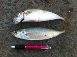 夕方の田ノ浦はお魚乱舞！