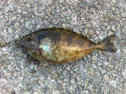 夕方の田ノ浦はお魚乱舞！