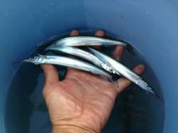 芦屋のサヨリちゃん釣れました！南芦屋浜 