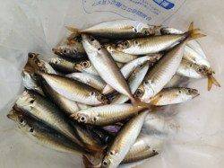 芦屋のサヨリちゃん釣れました！南芦屋浜