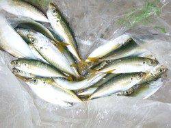 貝塚港 お子様がアジ・キス・サバなど♪