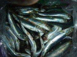 兵突サビキでウルメイワシ、チョイ投げでキス！