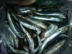 兵突サビキでウルメイワシ、チョイ投げでキス…