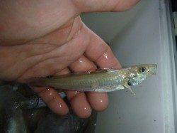 兵突サビキでウルメイワシ、チョイ投げでキス！