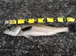 神戸沖堤防シーバス　急上昇↑↑