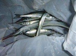 夜の兵突サヨリも確認!