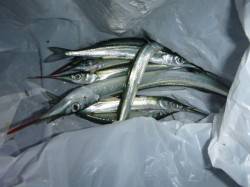 夜の兵突サヨリも確認！