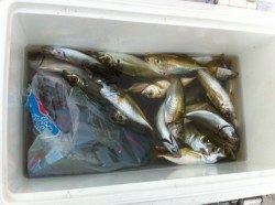 飛ばしサビキで２ケタだー！４日雑賀崎