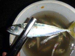 夜の兵突サヨリも確認!