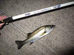 涼しい紀ノ川河口・青岸で夜釣り調査♪ 