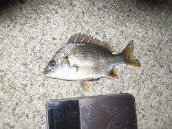 涼しい紀ノ川河口・青岸で夜釣り調査♪