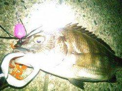 芦屋チヌゲーム　調査隊出動！